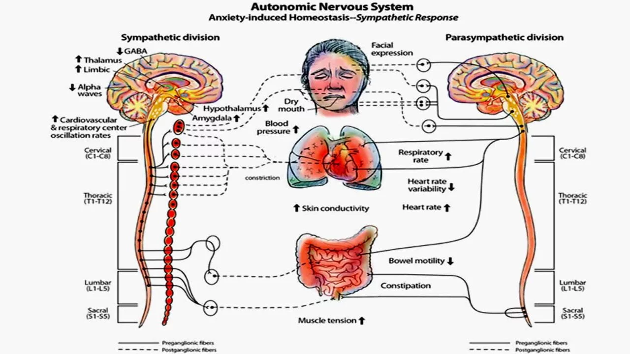 Autonomic Nervous System