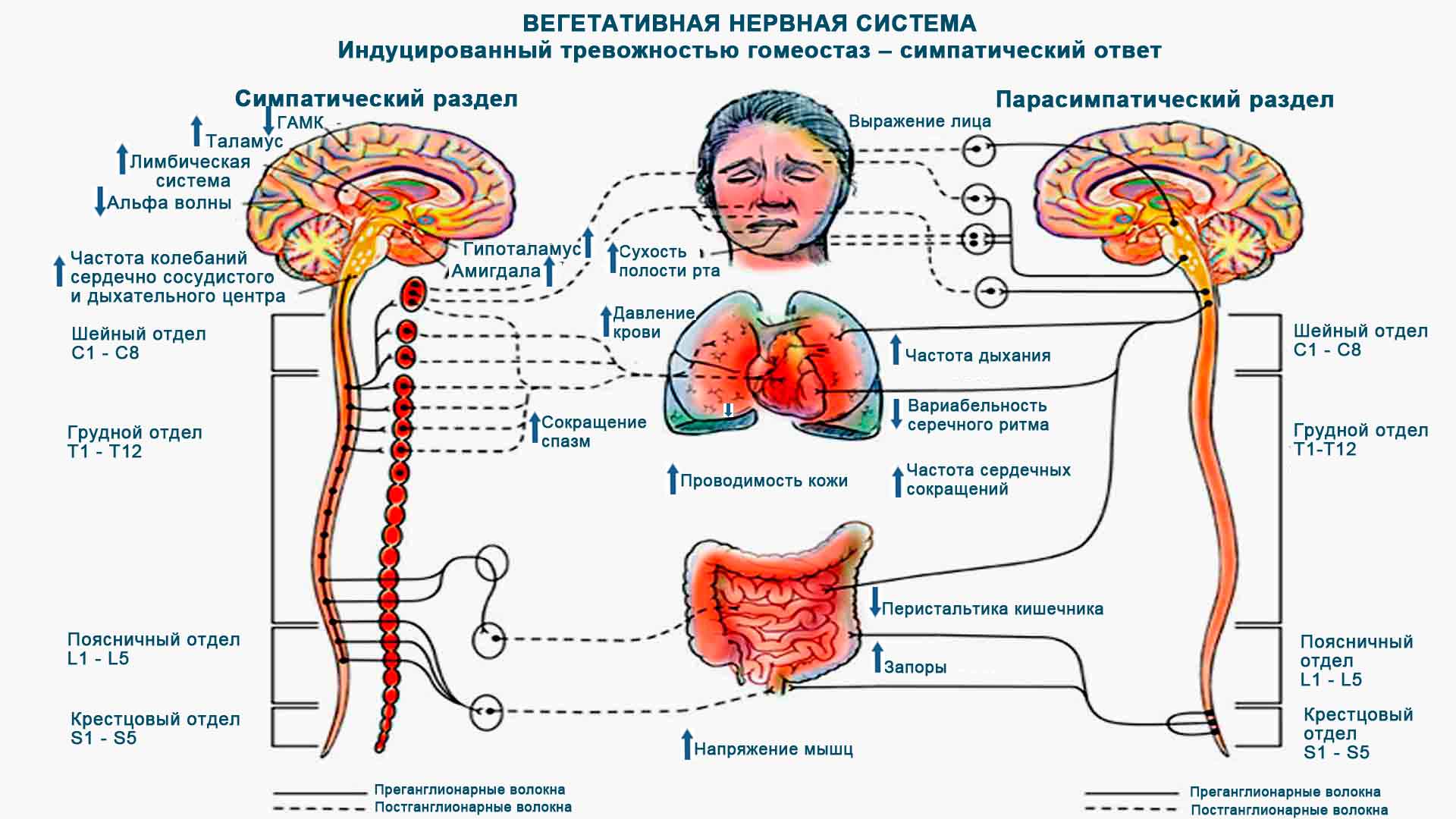 Автономная н с. Вегетативная нервная система головного мозга. Периферический отдел вегетативная нервная система человека. Центральный отдел вегетативной нервной системы анатомия. Вегетативная нервная система ВНС.