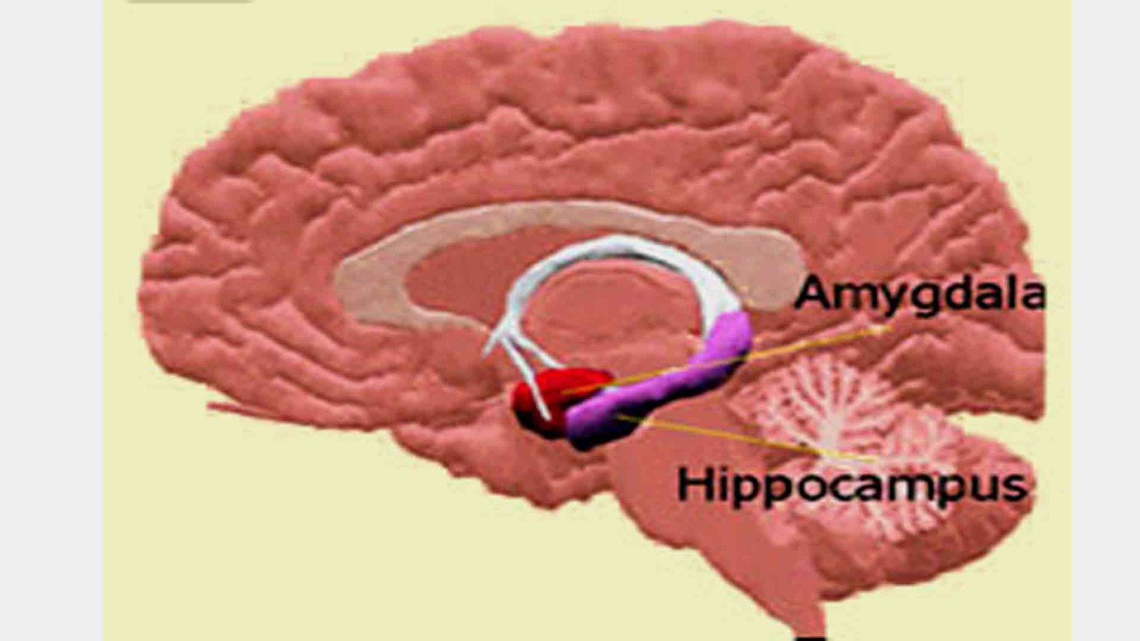 Amygdala-hippocampus in Anxiety Disorders from Neurofeedback management perspective