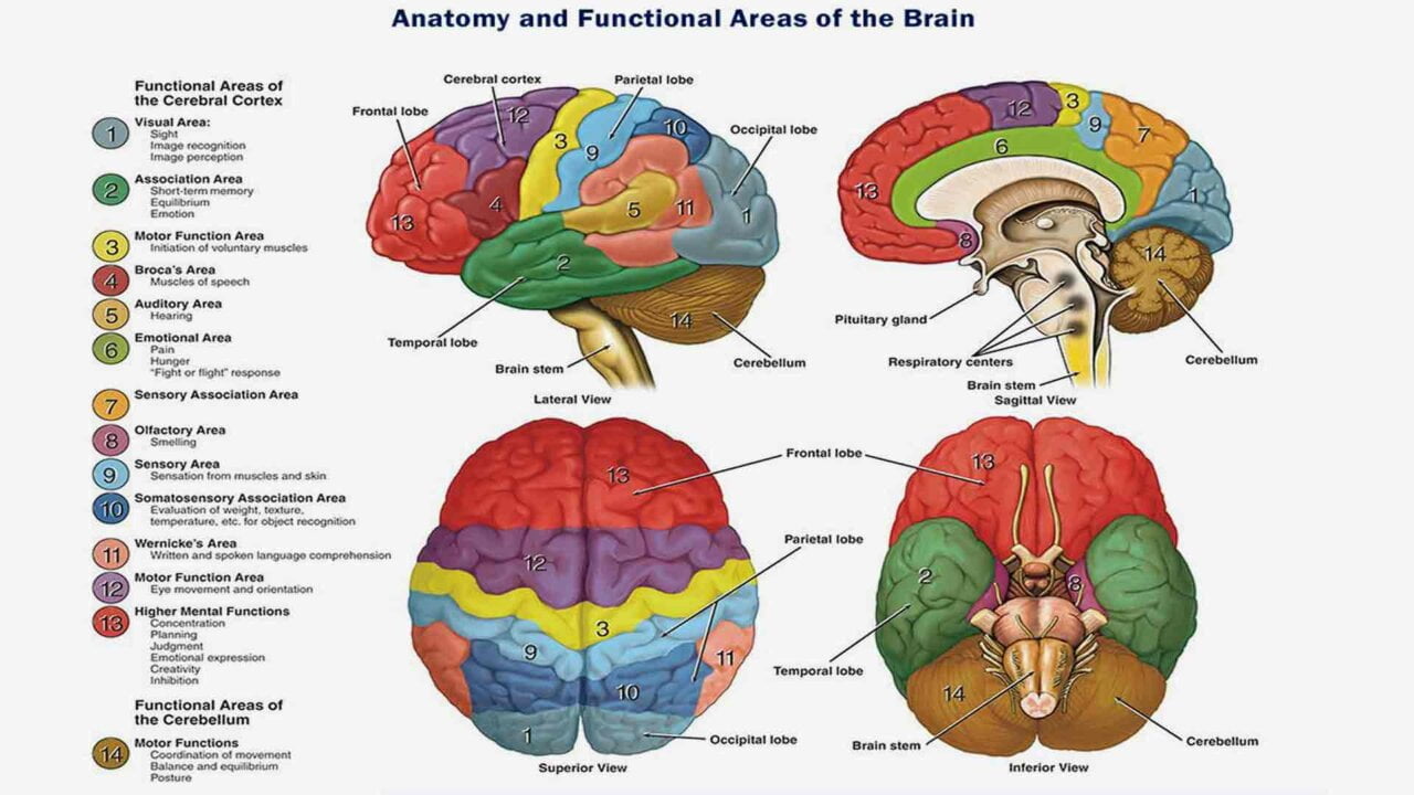 left side of the brain labeled