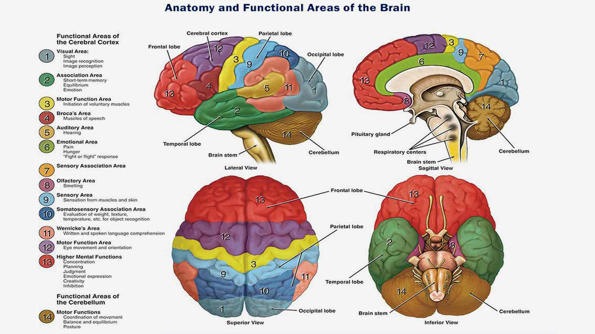 Structure Of The Brain Diagram Brain Functions Brain Map And Functions Structure Of The Brain Diagram Brain Functions Brain Map And Functions