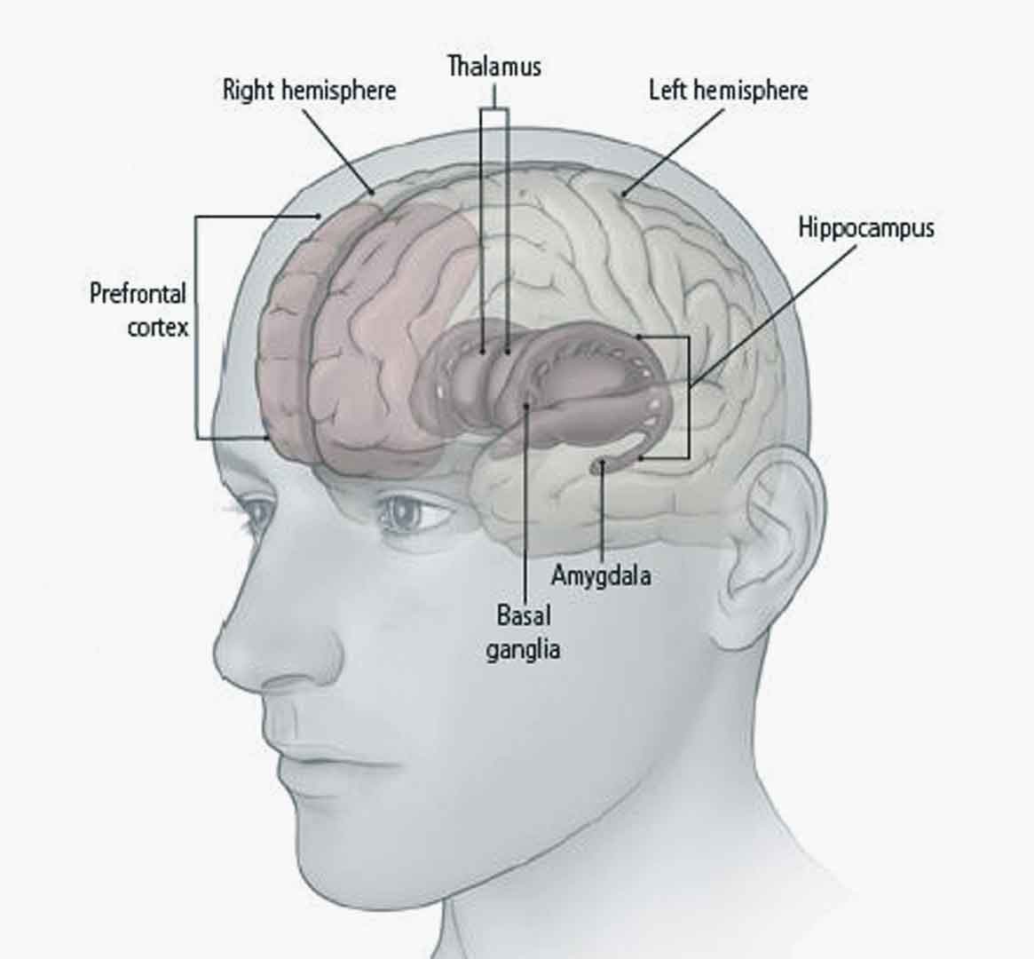 What Part Of The Brain Controls Depression – JWSML