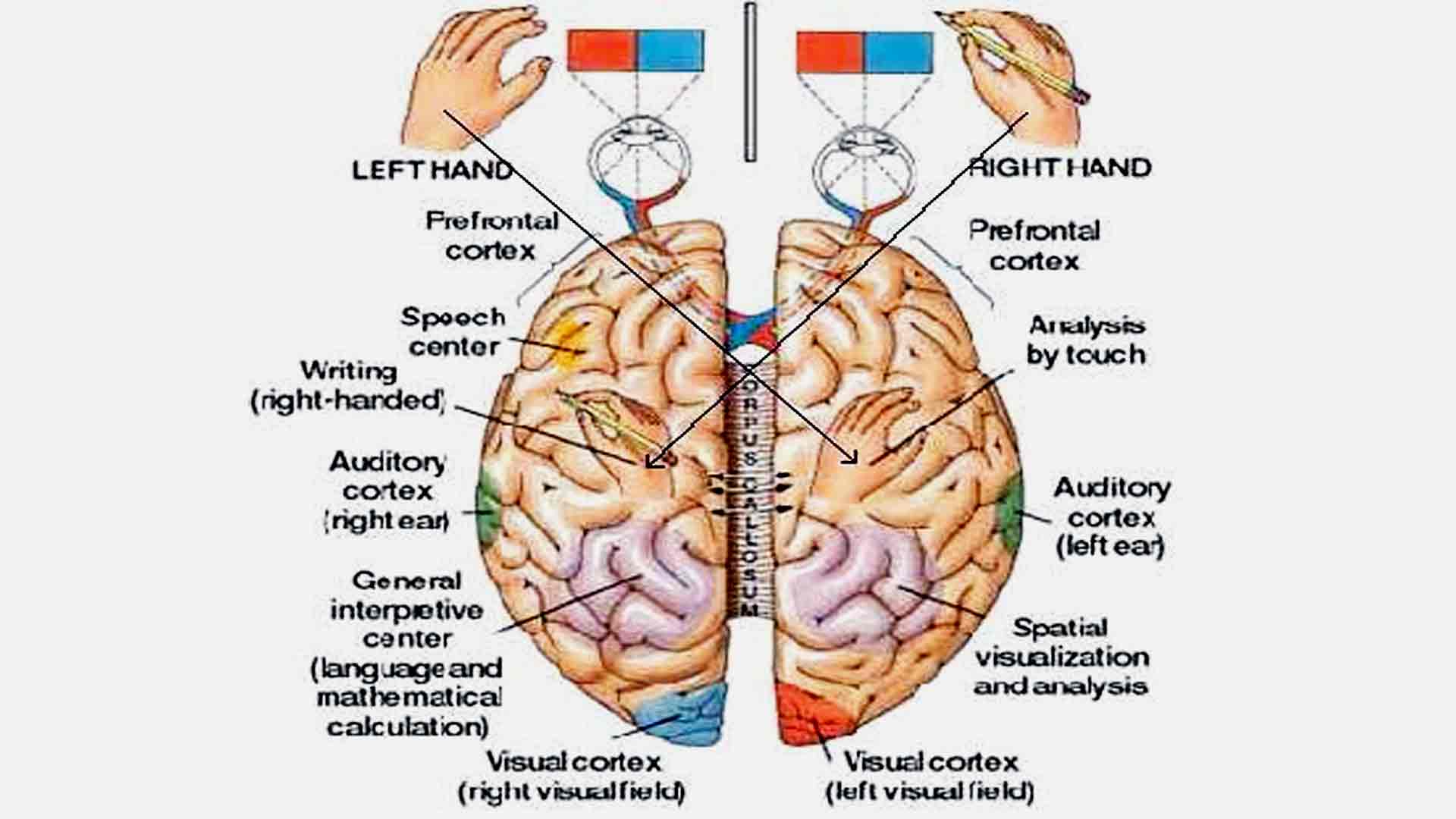 Brain Region Function In Neurofeedback Training Organization 5086