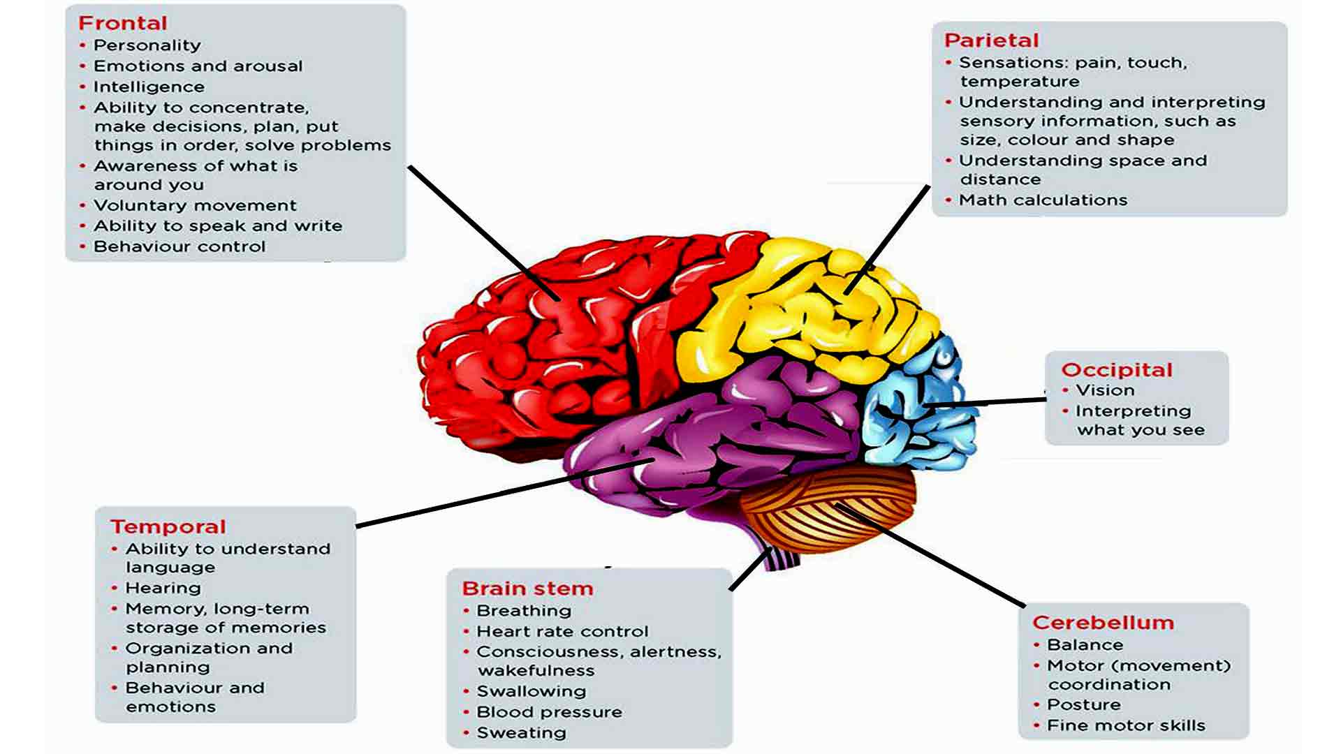 Parts Of The Brain And Their Functions