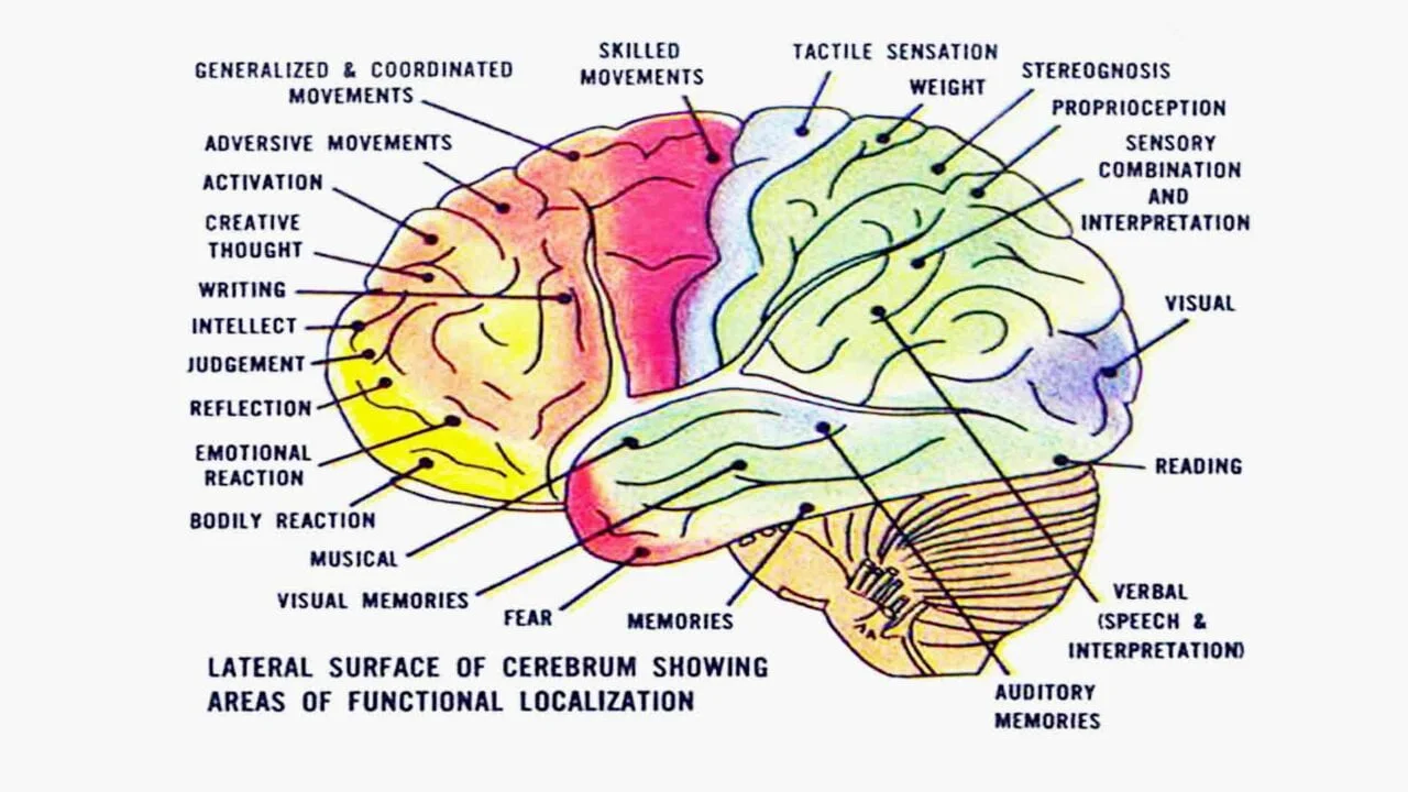 Brain Rregions & Neurofeedback therapy training
