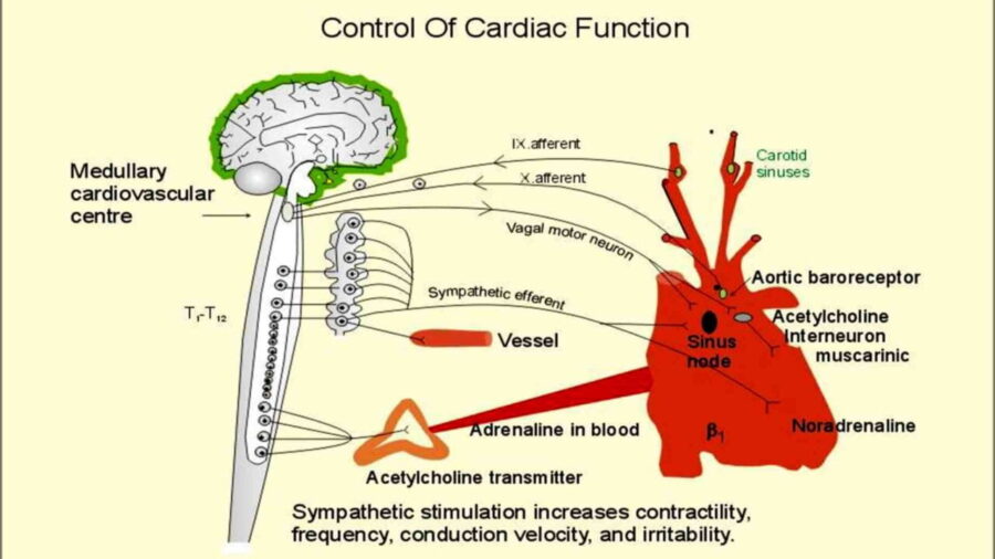Control of Cardiac Function Schema