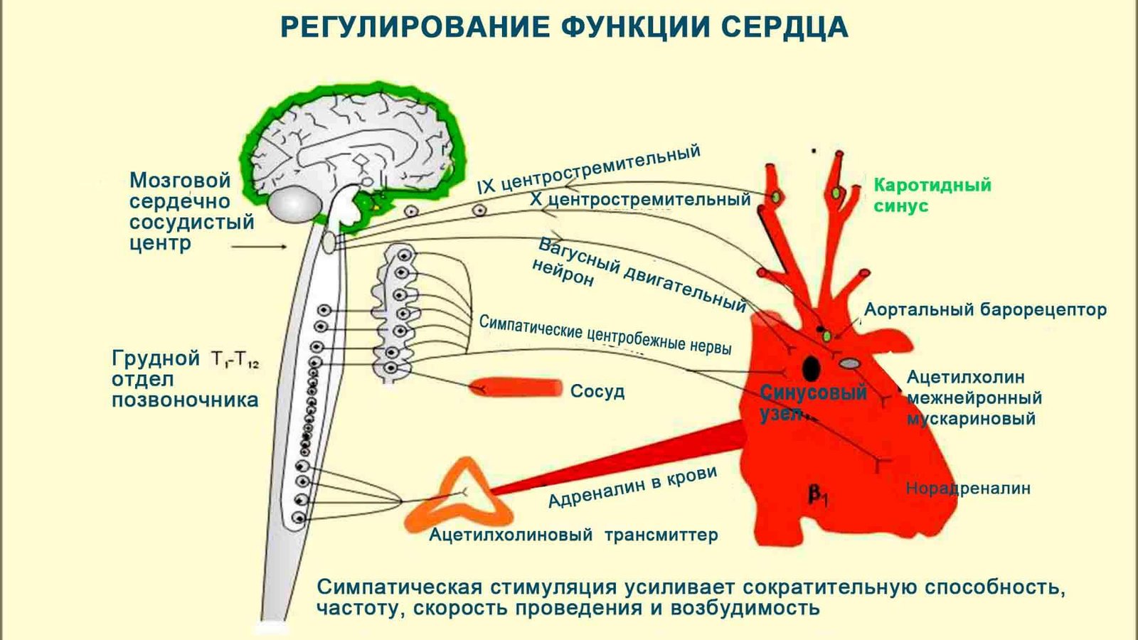 Мозг с нервами картинка