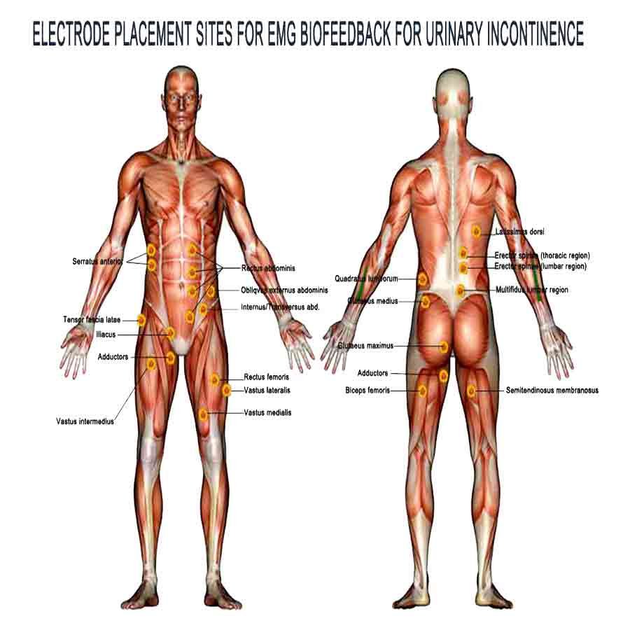 Electrode placement sites for auxiliary muscles EMG Biofeedback for urinary incontinence