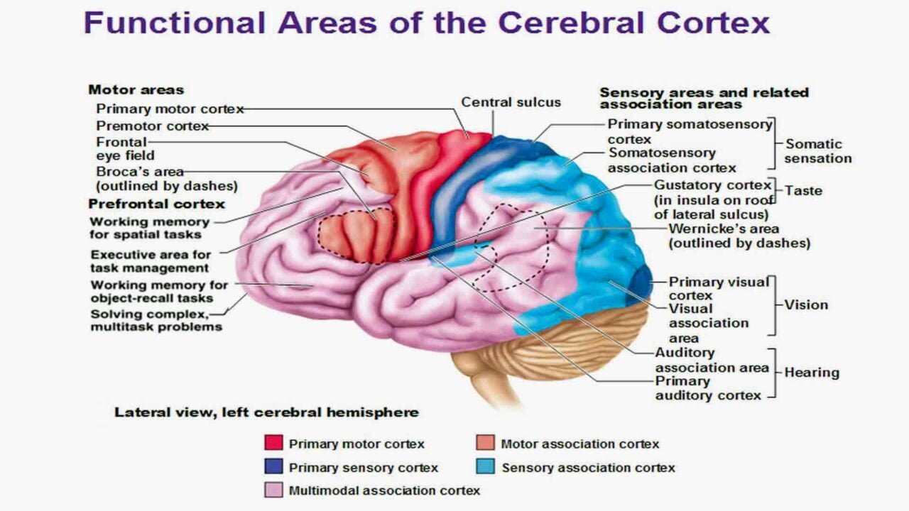 Brain Region Function in Neurofeedback - Functional areas of cerebral cortex lateral view