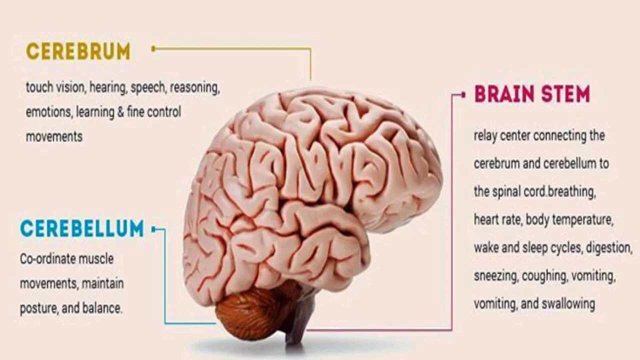 Brain Region Function in Neurofeedback - Major brain structures