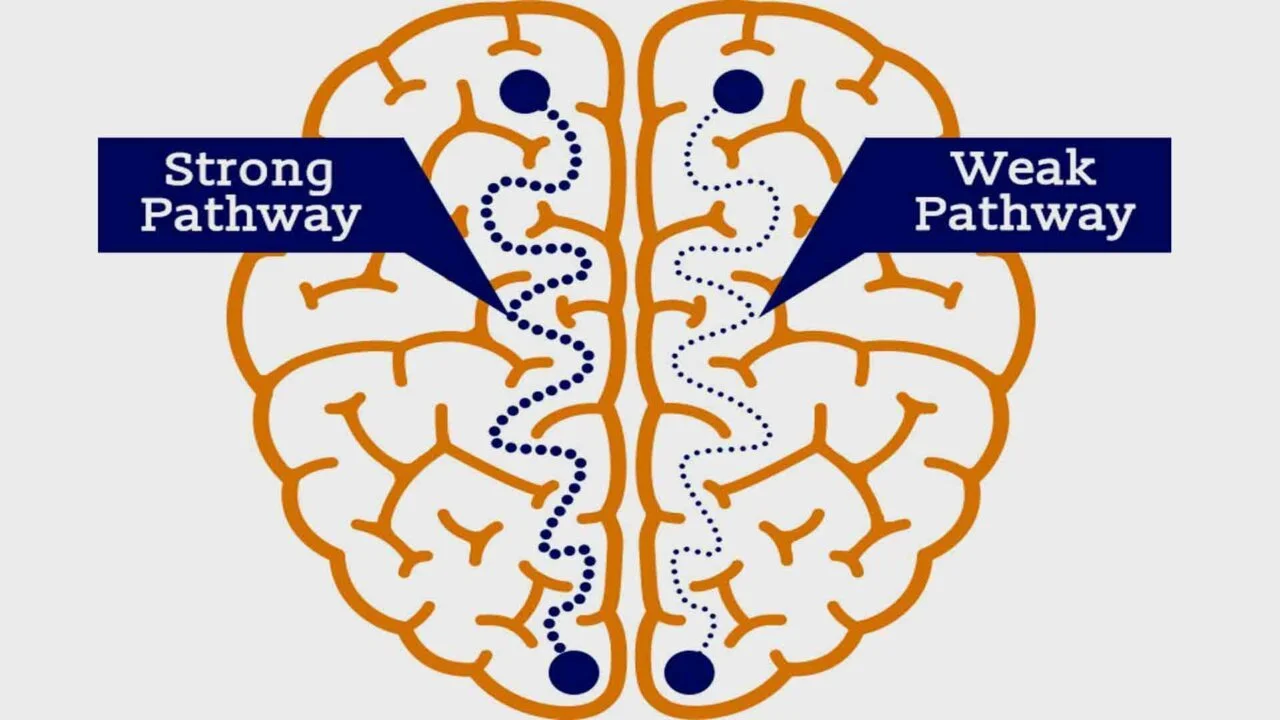 Brain Neuroplasticity and pathways in Neurofeedback training