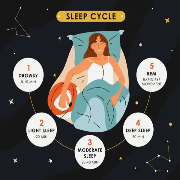 Sleep cycle explained