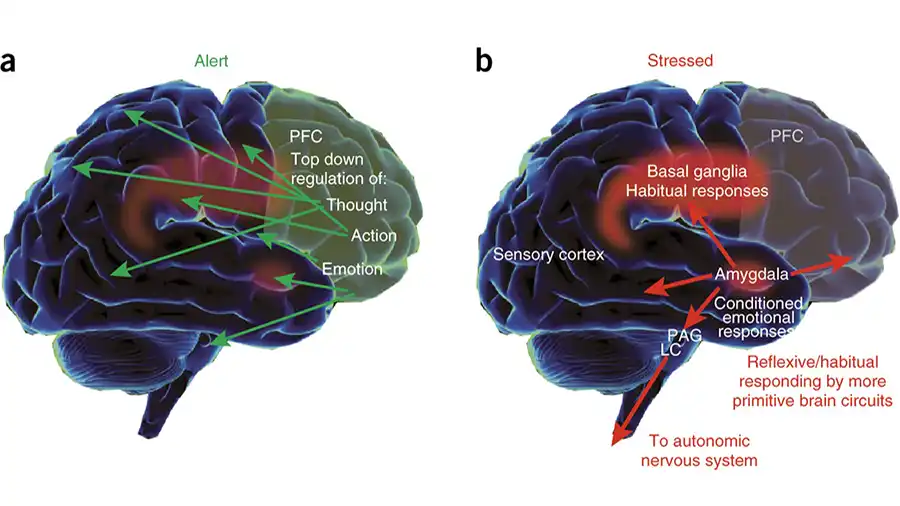 amygdala and the prefrontal cortex under stress