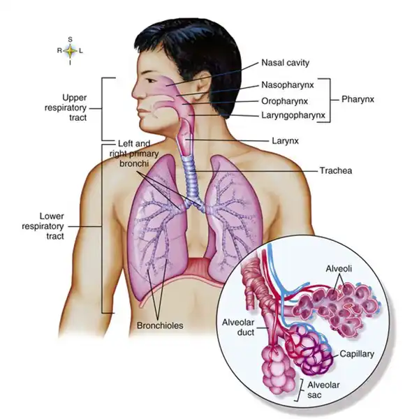 Anatomy of the bronchial tree